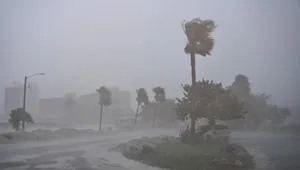 A bird sitting on a nest of eggs.