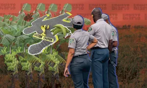 A bird sitting on a nest of eggs.