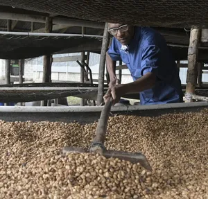 A bird sitting on a nest of eggs.